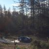 81 Ford Escort